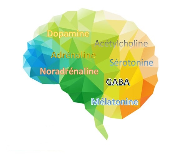 Les bilans de santé permettent de mesurer les neurotransmetteurs tels que dopamine, acétylcholine, adrénaline, sérotonine, noradrénaline, GABA et mélatonine